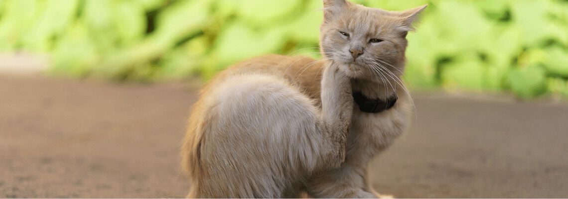 [paste advice page name here]